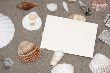 seashells on the beach