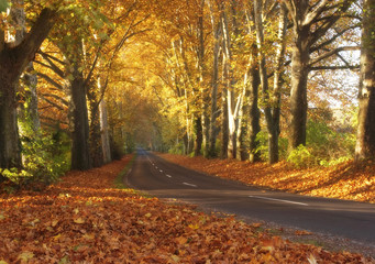 Countryroad in autumn