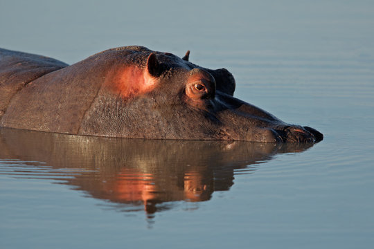 Hippopotamus submerged in water, South Africa