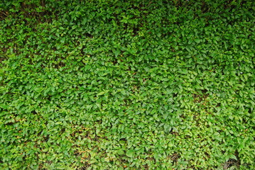 A green wall