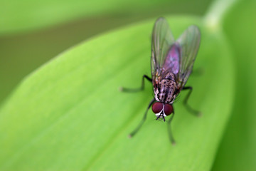 Fliege auf vielblütigem Weißwurz