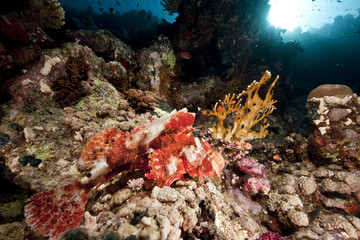 Naklejka na ściany i meble ocean, coral and scorpionfish