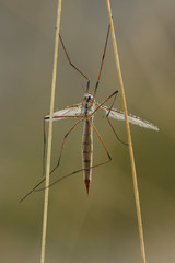 Kohlschnake