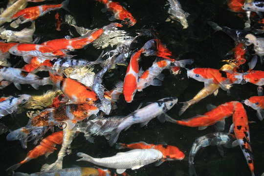 Koi Schwarm