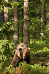 Brown bear in the forest looking at you