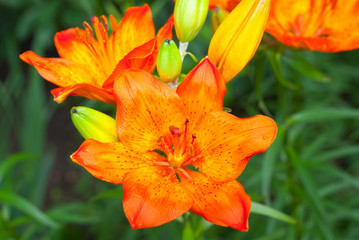 beauty flowers