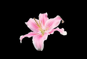 Fototapeta na wymiar Pink lily flower on black background