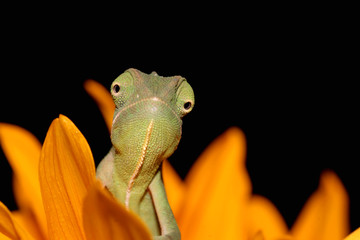 chameleon and sunflower © Taboga