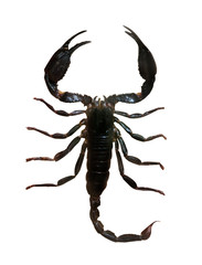 black scorpion - obrazy, fototapety, plakaty