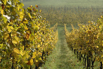 Wellenstein, vignoble automne; Luxembourg_Moselle
