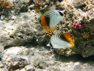 Fototapeta na wymiar Threadfin butterflyfishes
