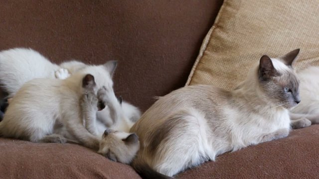maman siamoise et sesdeux petits