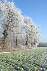 Winter; Wald; Hiver; fort; Frost; Tuntange; Luxembourg