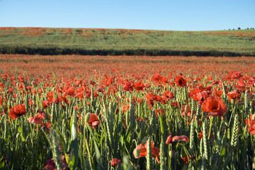 Field of poppies