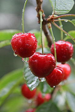 Kirschen mit Tropfen