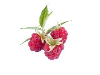 Raspberries on white background