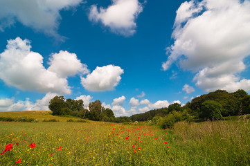 Poppy Field