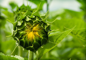 Sunflower bud