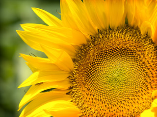 sunflower closeup