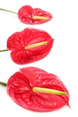 Anthurium exotic beautiful red flower still