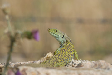 Lagarto