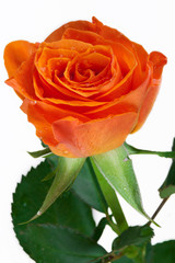 Orange fresh rose on white backgrounds