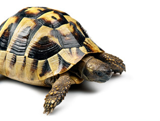 Fototapeta premium Tortoise