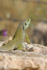 Lagarto ocelado