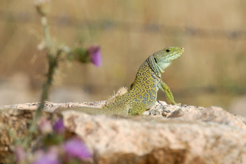 Lagarto ocelado