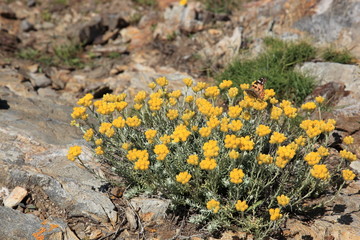 garrigue et papillon