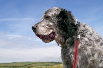 English Setter