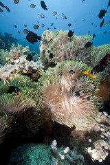 Fototapeta na wymiar ocean, coral and anemone