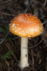 fungo amanita