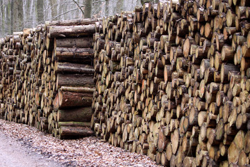 Holzstapel in einem Wald