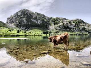 Picos da Europa
