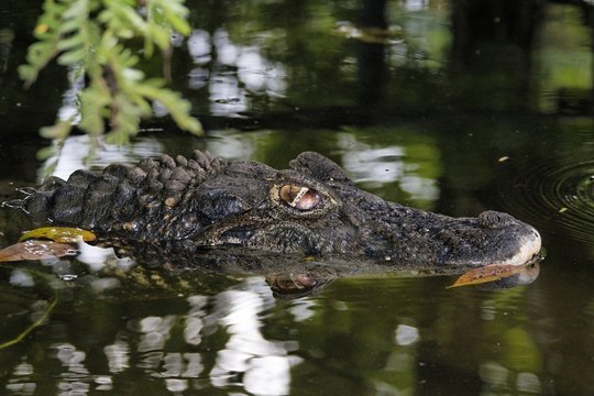 Caiman