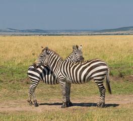 Fototapeta na wymiar two zebras, masai mara, kenya