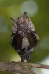 chauve-souris
