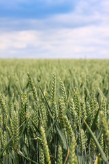 Green Wheat Field