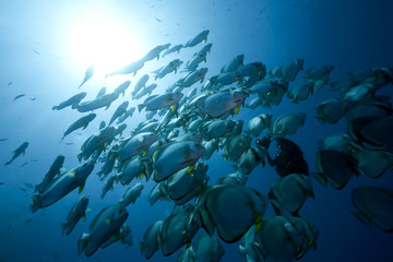 Fototapeta na wymiar ocean, sun and orbicular spadefish