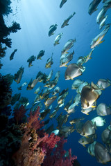 Fototapeta na wymiar ocean, sun and orbicular spadefish