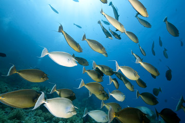 ocean, sun and unicornfish