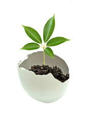 A tree hatching from egg