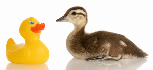 baby mallard duck sitting beside a toy rubber duck