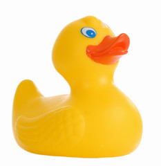 yellow rubber duck isolated on a white background