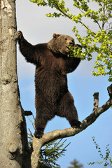 Bär auf Baum 2
