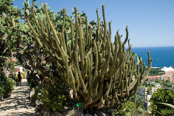 cactus Weberbauerocereus cuzcoensis (cactaceae) perou