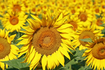 Obraz premium champs de tournesol