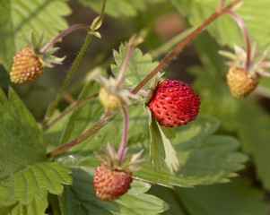 Wild strawberry