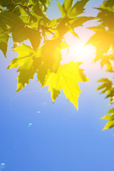 Fototapeta na wymiar green maple leaves over blue sky